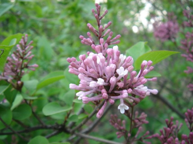 Syringa microphylla